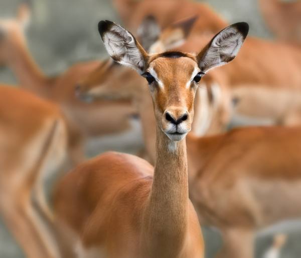 Photograph Karin De Winter Impala on One Eyeland